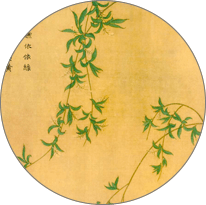 杨花
