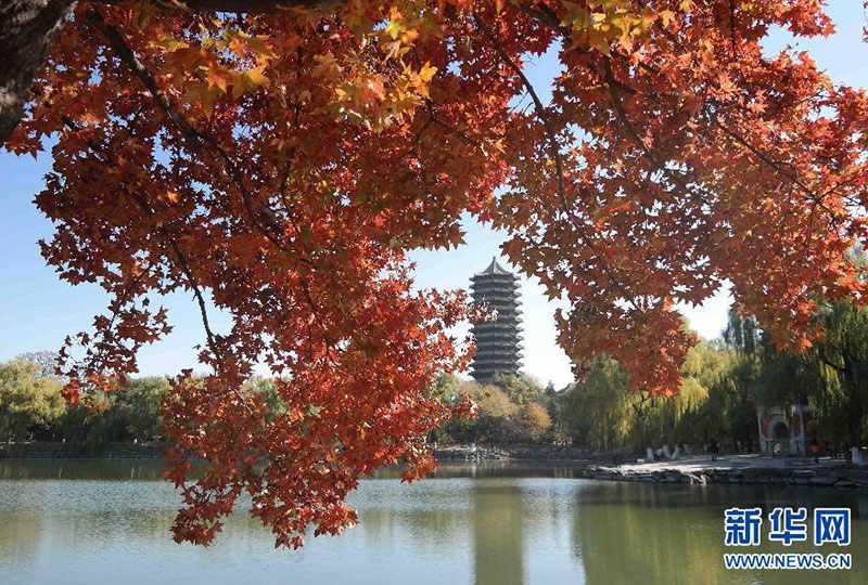 这是北京大学未名湖畔秋景